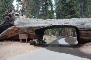 Biludlejning Billeje Californien Sequoia Redwood